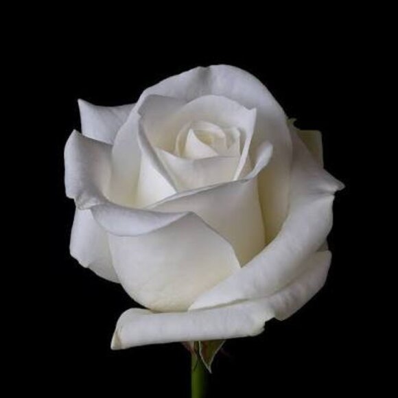 Meet your Posher, Rose - Picture 1 of 1